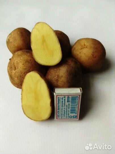 Продажа картофеля