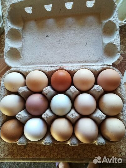 Яйцо от домашних кур