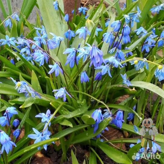 Безвременник, морозник, пролеска Цветы для сада