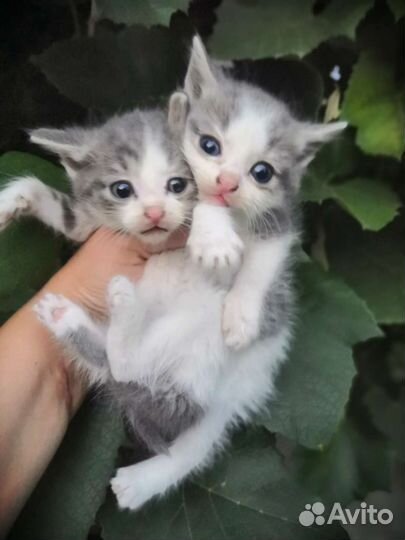 Сибирская кошка