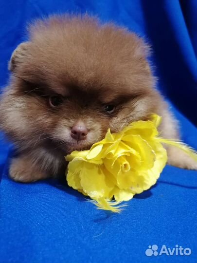 Шоколадная девочка