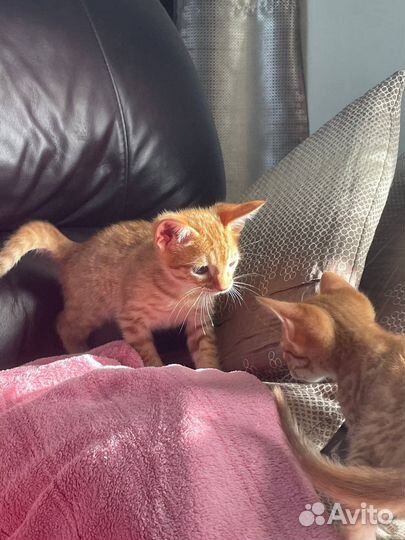 Котята породистые