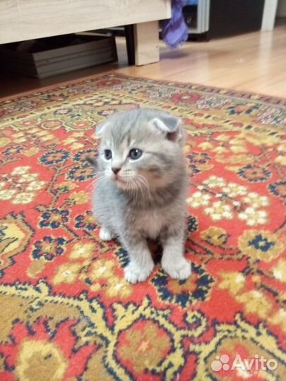 Вислоухие котята