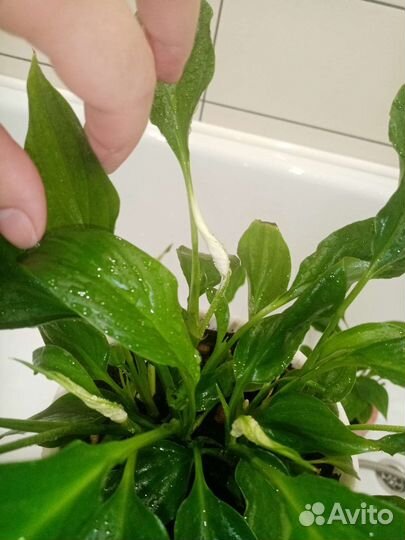 Спатифиллум кустовой цветущий Купидо