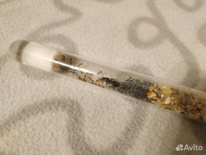 Матка муравьев