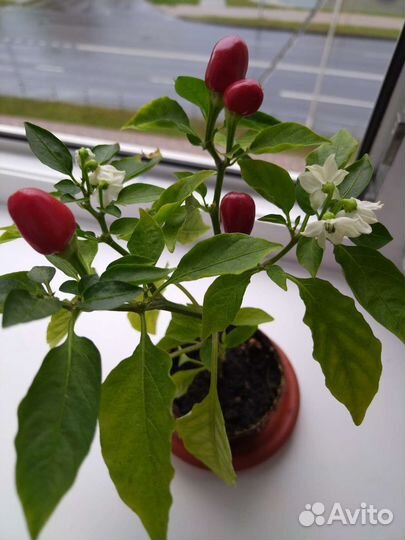 Мини-Перчик острый