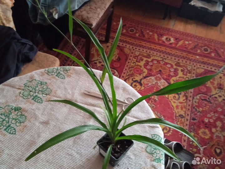 Хлорофитум