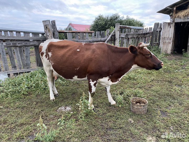 Корова дойная, 5 отелов
