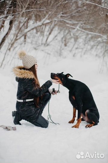 Доберман Дрогу