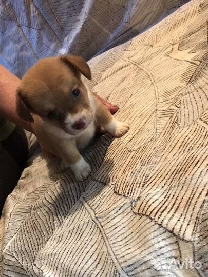 Щенки таксы