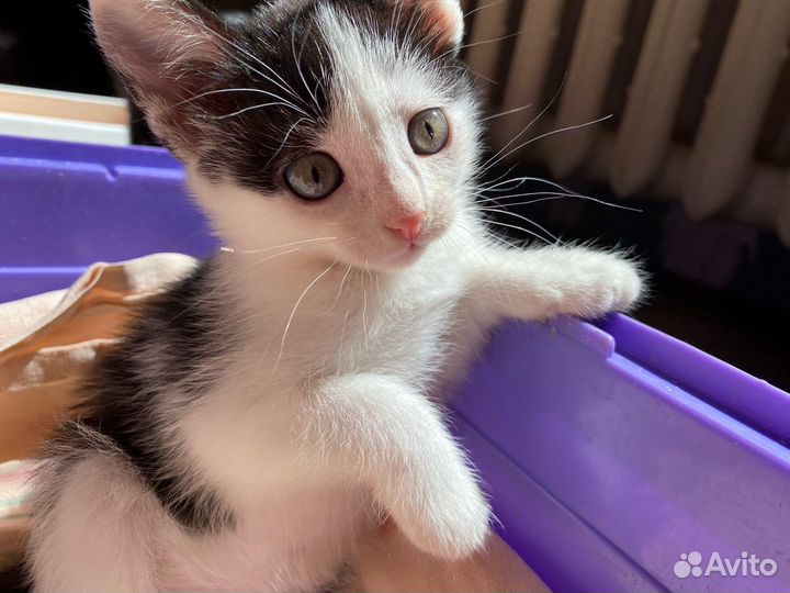 Котенок Рейян – добрейшая душа