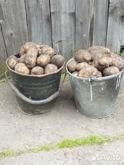 Картофель едовой