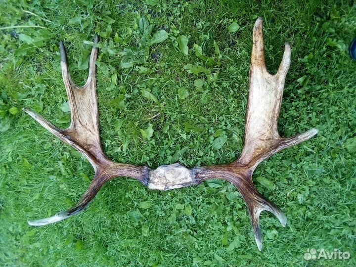 Рога лося