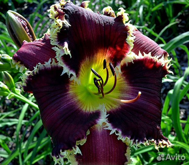 Лилейники ремонтантные последней селекции США