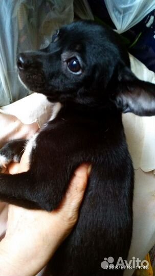 Щенки чихуахуа