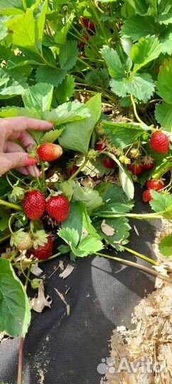 Усы клубники