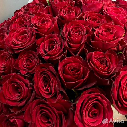 Розы красные букет цветы 51 роза