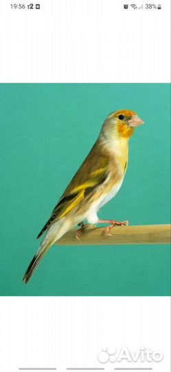 Гибрид щегол с канарейка