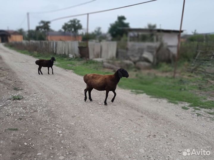 Овцы Арашаны