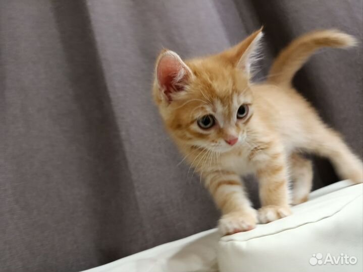 Рыжик ждёт тебя