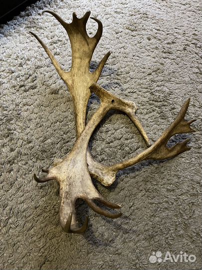 Рога оленя