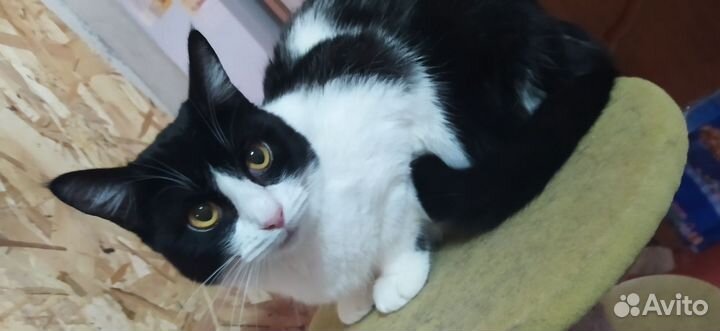 Кошка