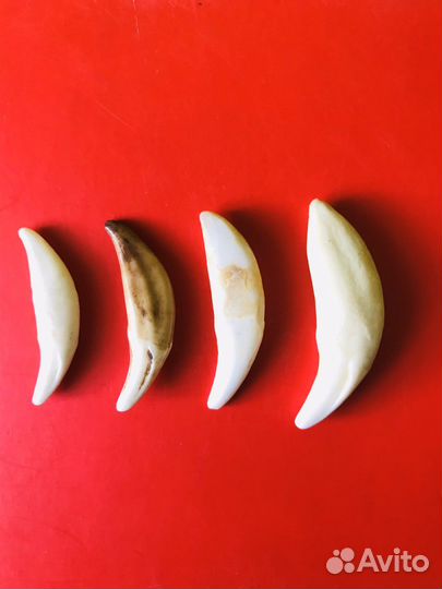 Клыки волка, зубы волка