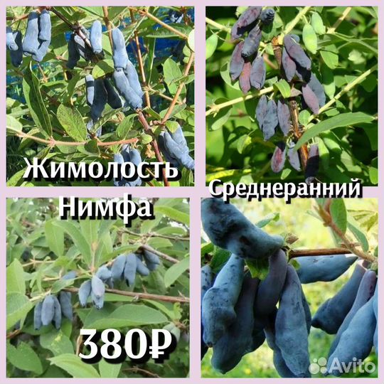 Жимолость саженцы