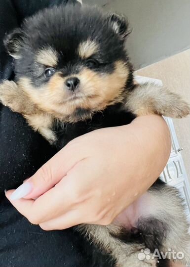 Мини шпицулька мишка boo