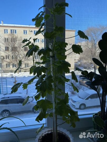 Пеларгония царская