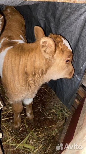 Телята телки симментал