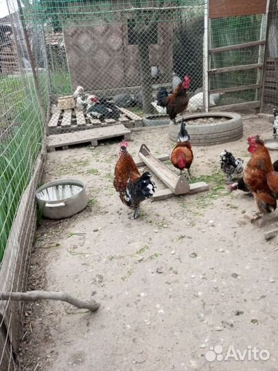 Петушки карликовые, Бентама