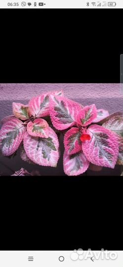 Эписция акварелька