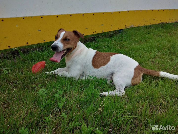 Вязка джек Рассел терьер