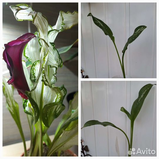 Олеандр, гардения, жасмин, ананас