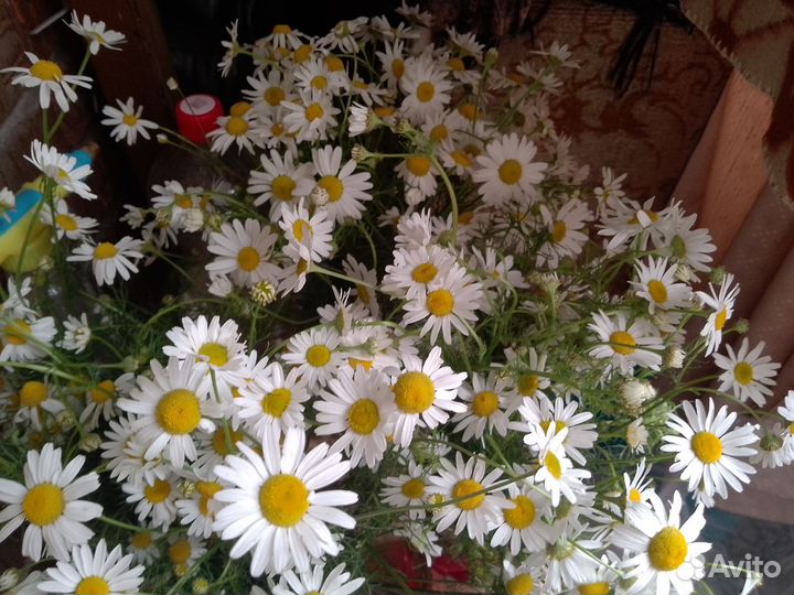 Букеты из ромашек