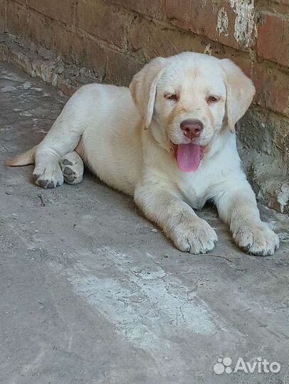 Щенки лабрадора в добрые руки
