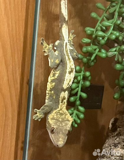 Реснитчатый бананоед