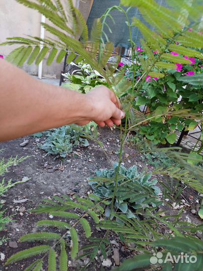 Саженцы кипариса. Альбиция ленкоранская