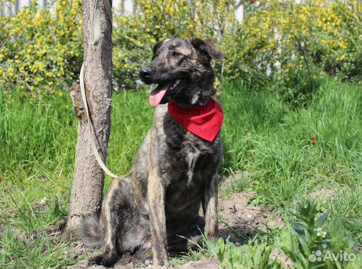 Тигра в поисках дома