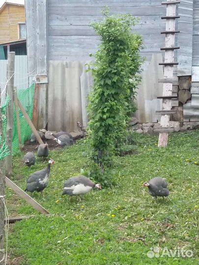 Цесарка самец