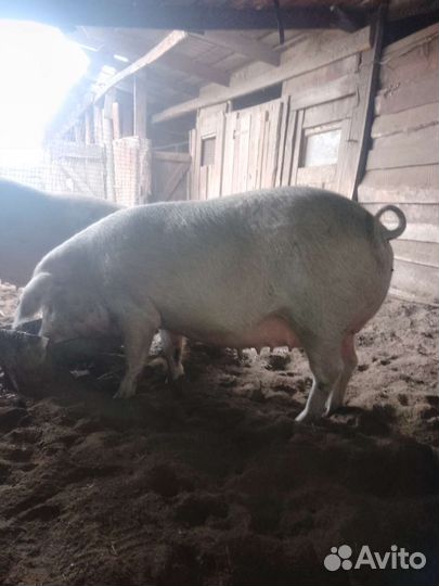 Супоросная свиноматка