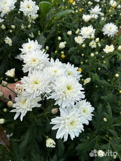 Хризантема