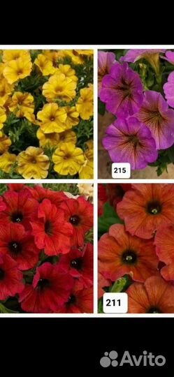 Петуния (весна 2024)