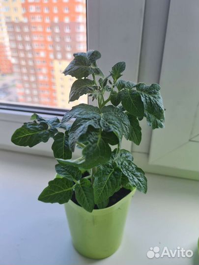 Томат болконный,Оранжевый,семена,рассада помидор