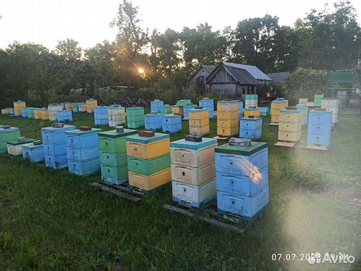 Пасека Пчелы 60шт