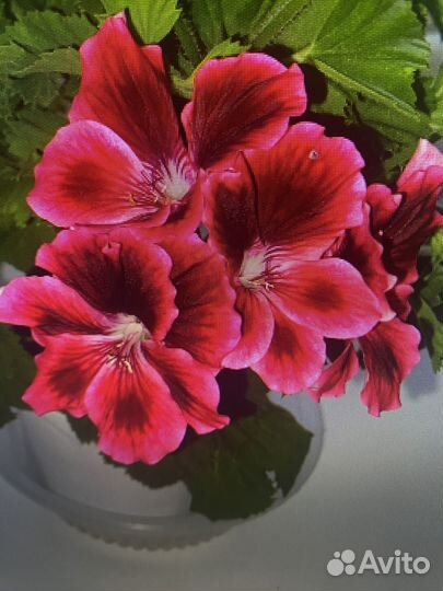 Королевская пеларгония