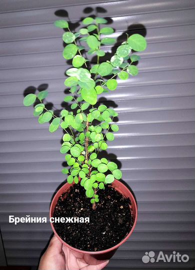 Домашние цветы