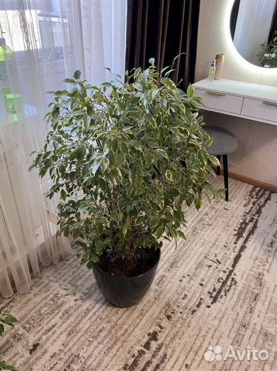 Фикус бенджамина