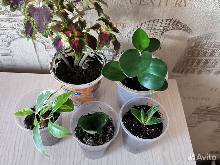 Комнатные цветы. Цена за все